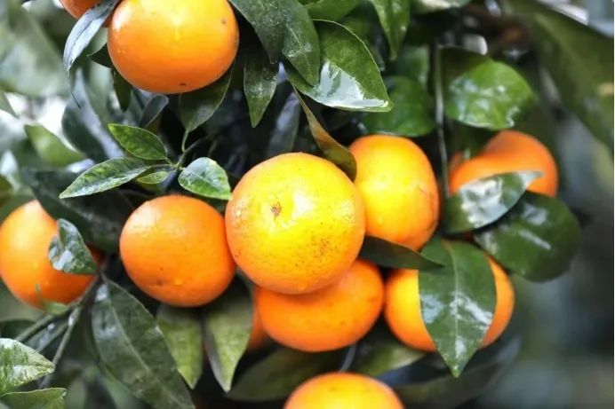 1649857343733237.png 图片