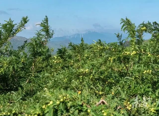 华侨管理区奎池山油柑园。南方 拍客 王美燕 摄 图片