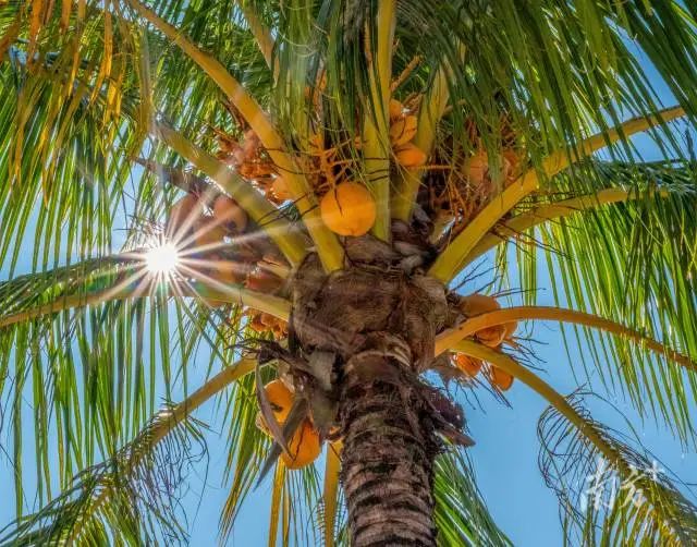 印尼豪哥果园内。南方 拍客王美燕摄 南方拍客 供图 图片